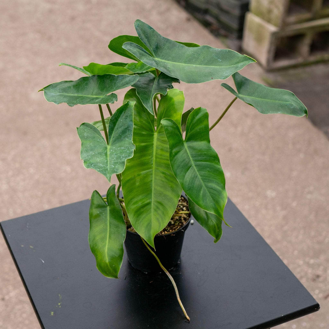 Philodendron 'Burle Marx' - Gabriella Plants