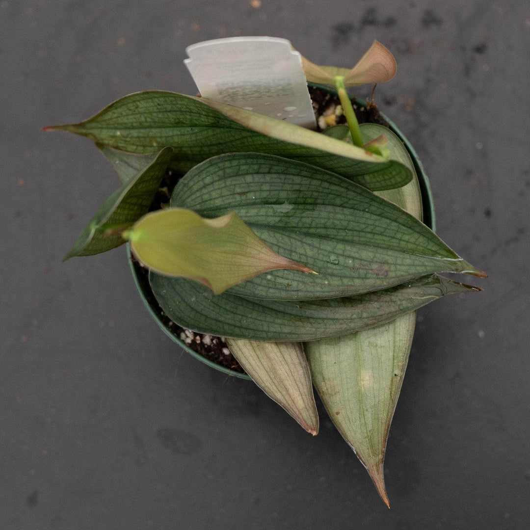 Gabriella Plants Philodendron 3" Philodendron 'Burle Marx Fantasy'