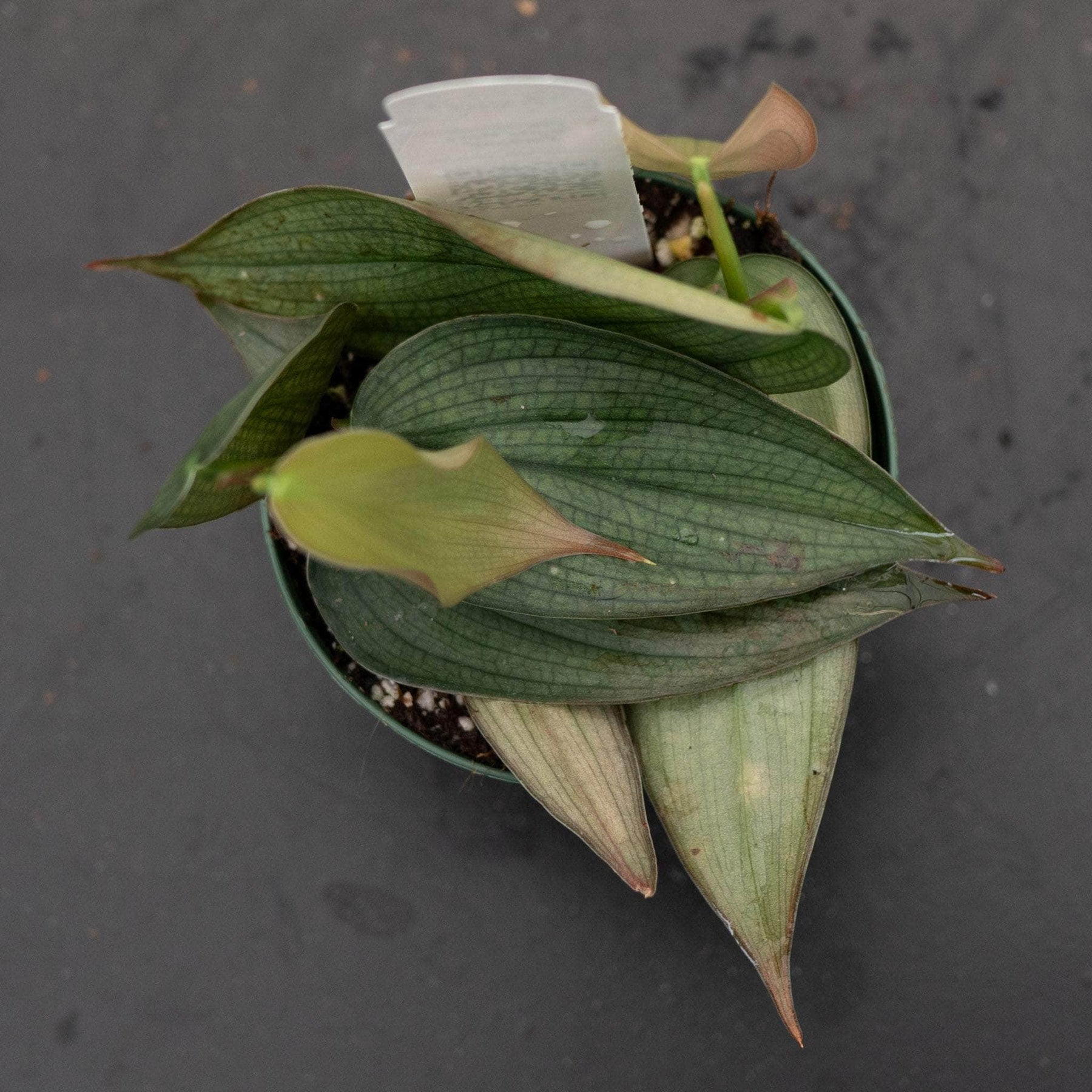 philodendron burle marx fantasy Philodendron 'Burle Marx Fantasy'