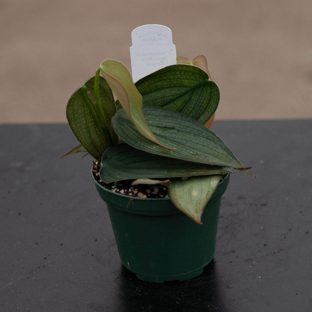 Gabriella Plants Philodendron 3" Philodendron 'Burle Marx Fantasy'