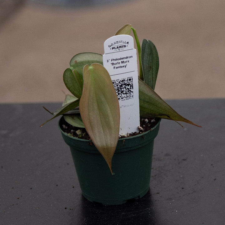 Gabriella Plants Philodendron 3" Philodendron 'Burle Marx Fantasy'