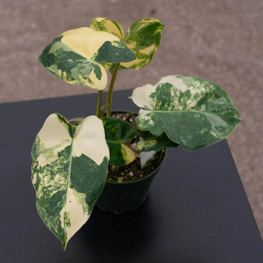 burle marx philodendron price Philodendron 'Burle Marx Variegata'