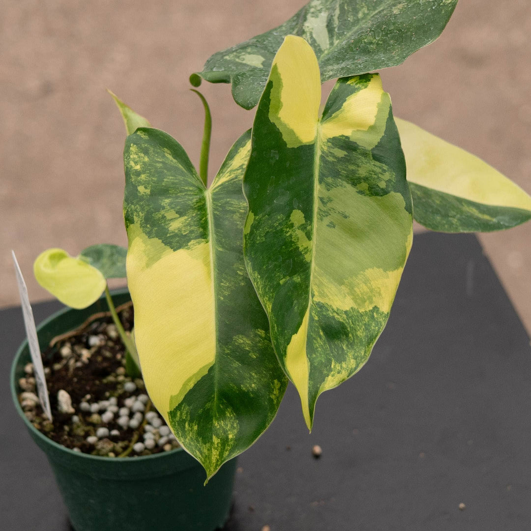 Gabriella Plants Philodendron Philodendron 'Burle Marx Variegata'