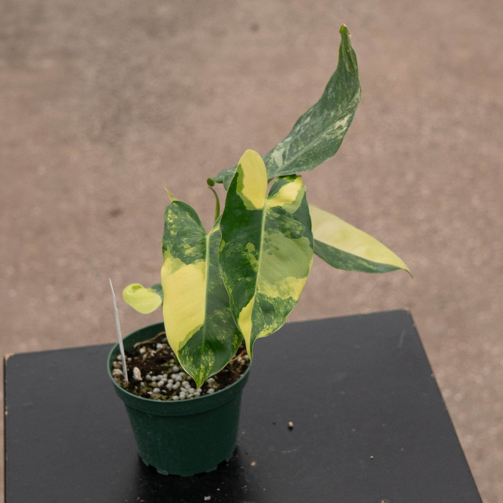 Gabriella Plants Philodendron Philodendron 'Burle Marx Variegata'