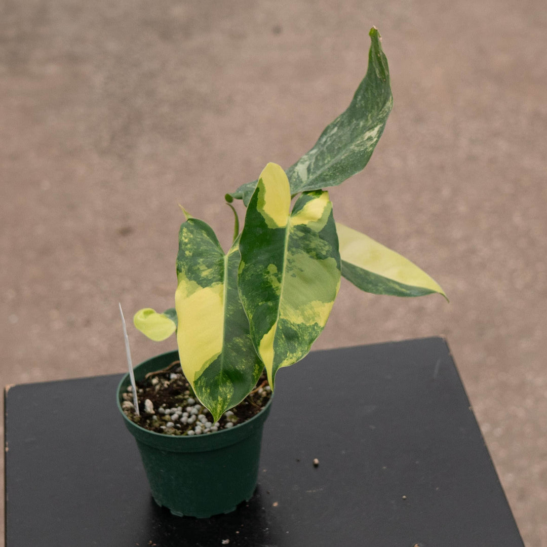 Gabriella Plants Philodendron Philodendron &
