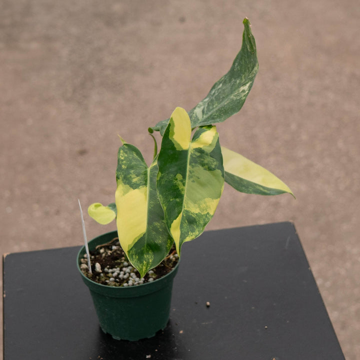Gabriella Plants Philodendron Philodendron &