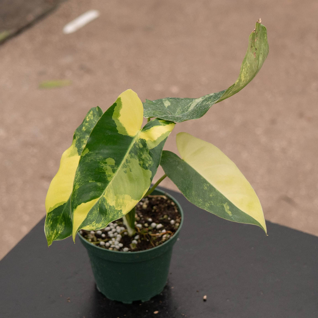 Gabriella Plants Philodendron Philodendron 'Burle Marx Variegata'