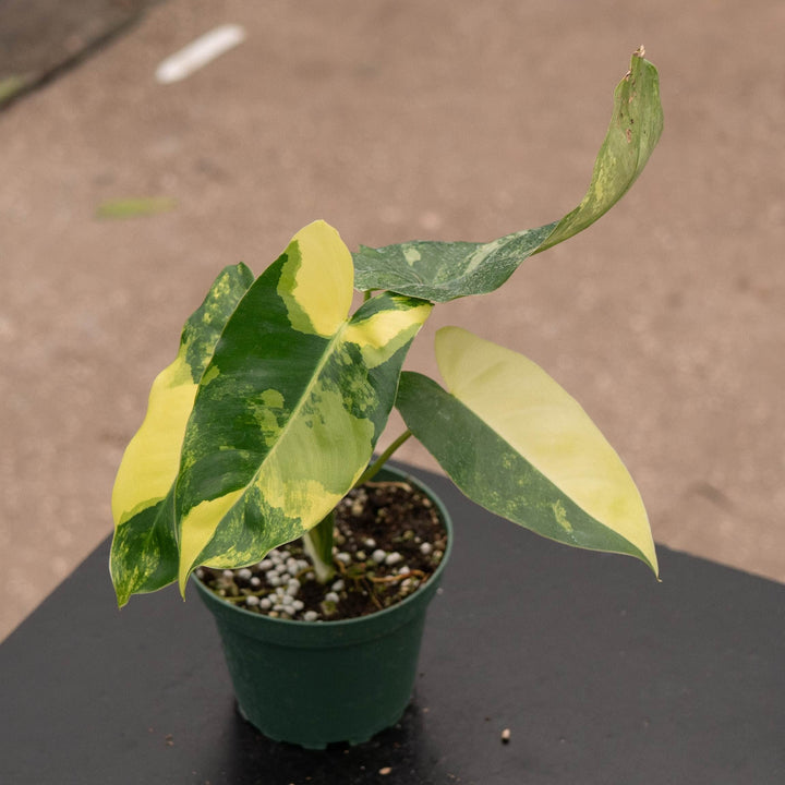 Gabriella Plants Philodendron Philodendron &