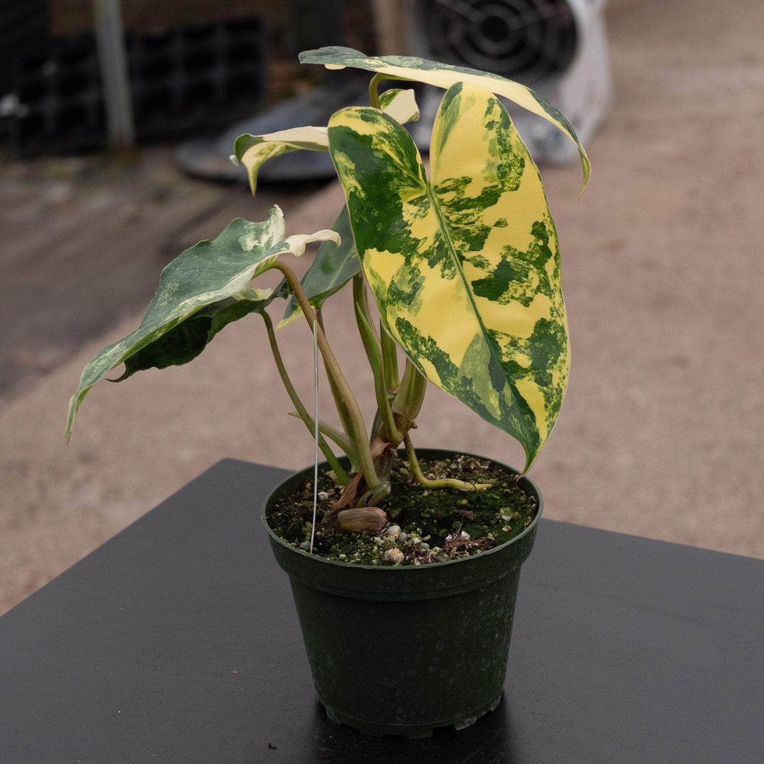 mature philodendron burle marx Philodendron 'Burle Marx Variegata'