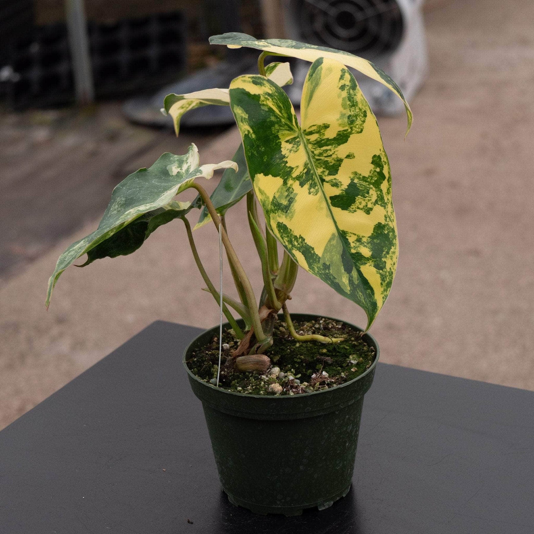 philodendron burle marx indoor care Philodendron 'Burle Marx Variegata'