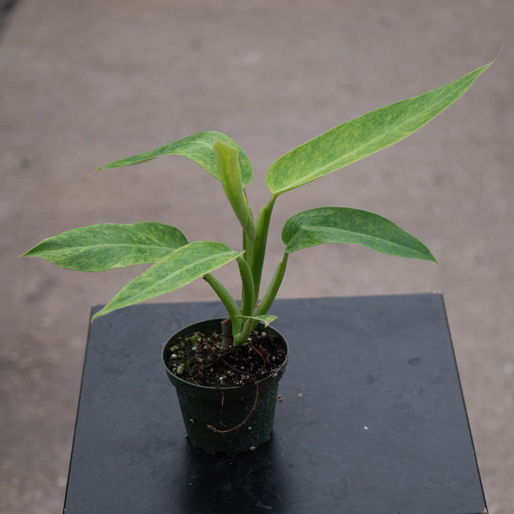 Gabriella Plants Philodendron 4" Philodendron 'Calkins Gold'