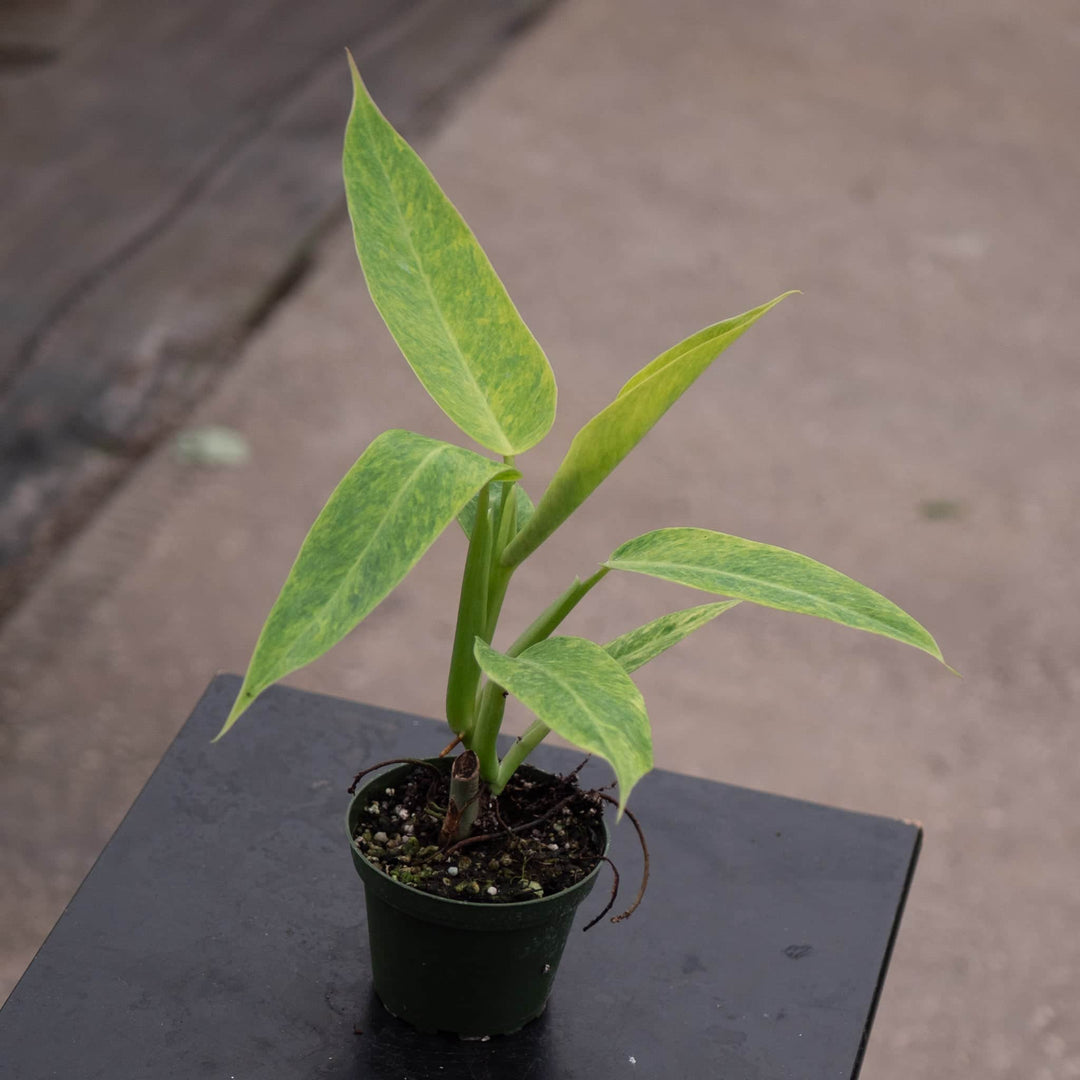 Gabriella Plants Philodendron 4" Philodendron 'Calkins Gold'