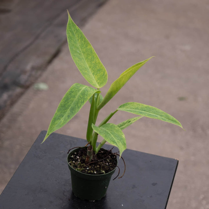 Gabriella Plants Philodendron 4" Philodendron 'Calkins Gold'