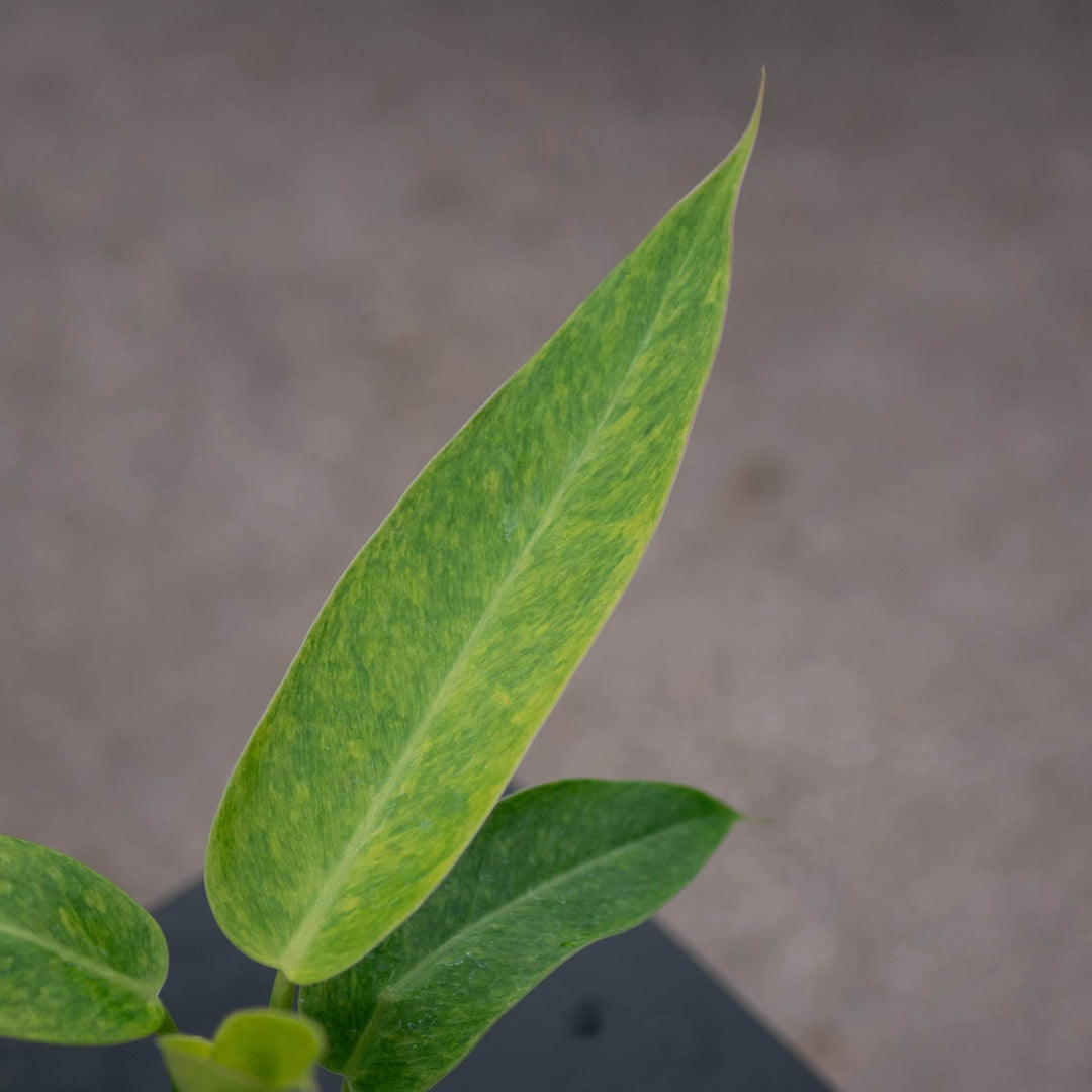 philodendron calkins gold for sale Philodendron 'Calkins Gold'