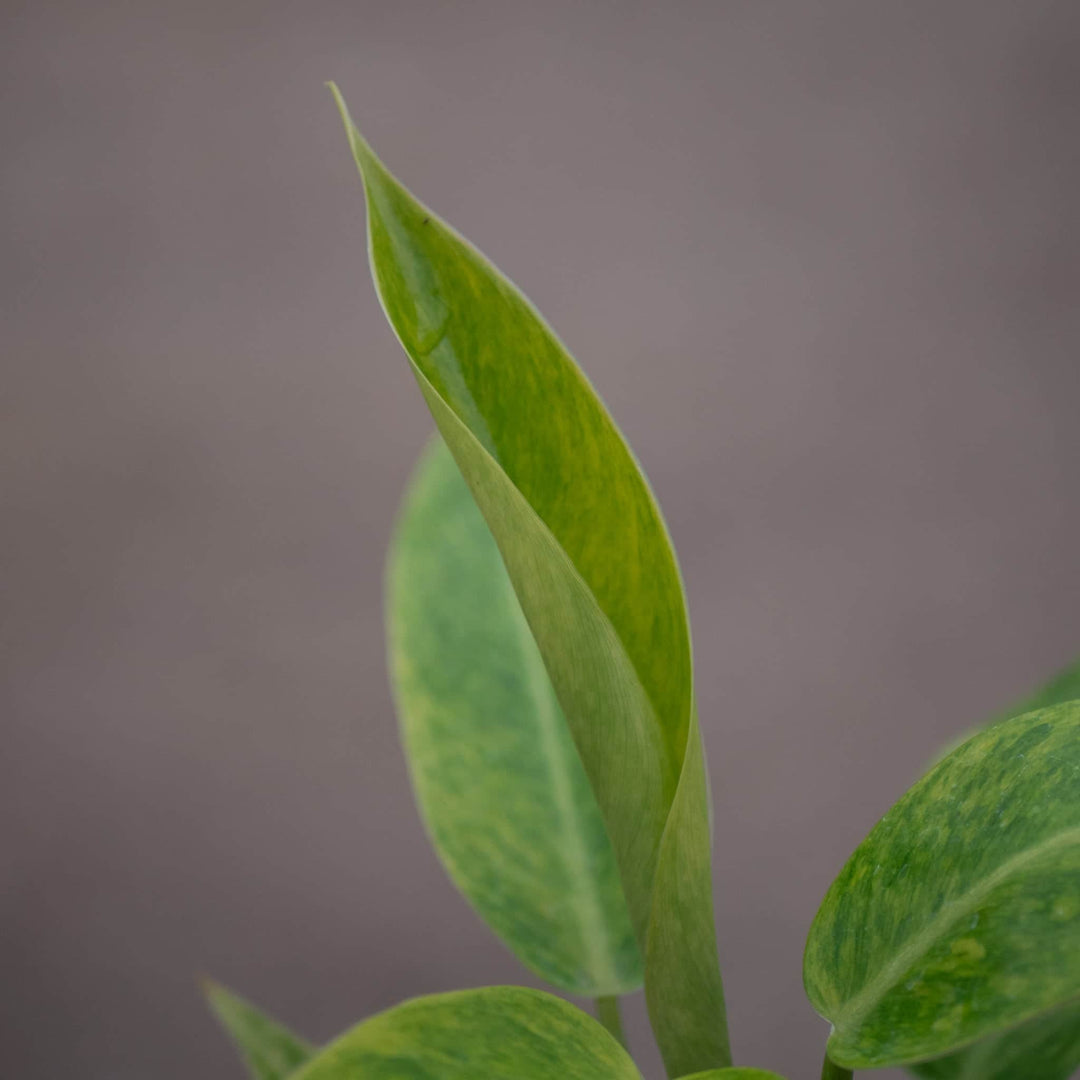 philodendron calkins Philodendron 'Calkins Gold'