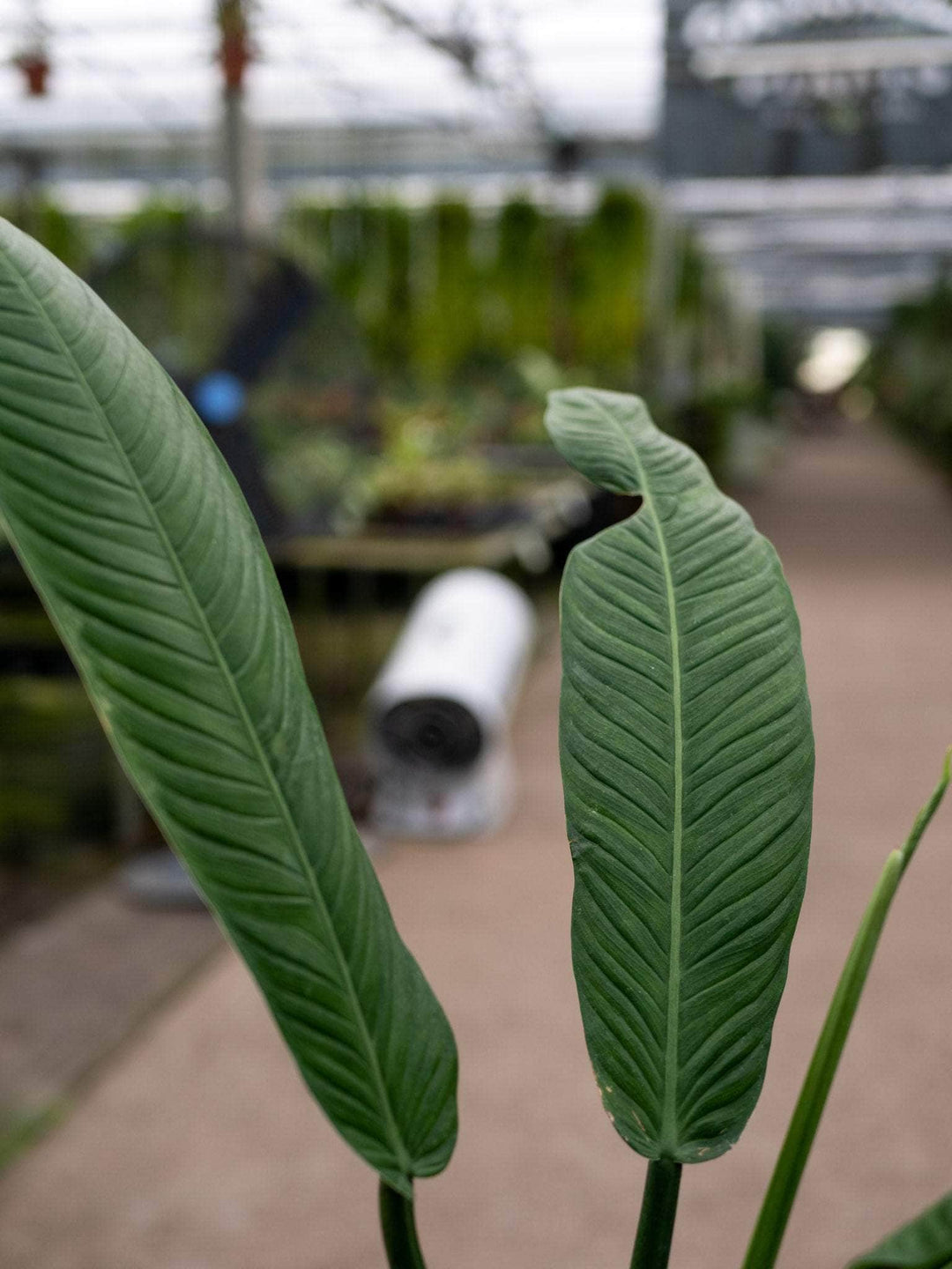 philodendron campii for sale Philodendron campii 'Lynette'