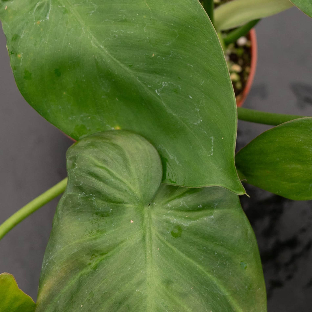 Philodendron camposportoanum