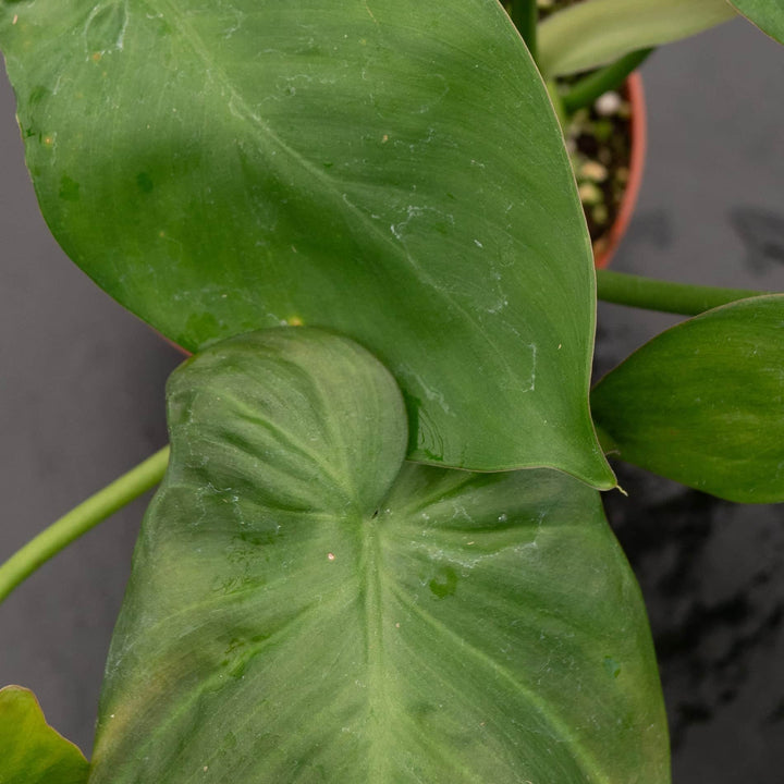 Gabriella Plants Philodendron Philodendron camposportoanum