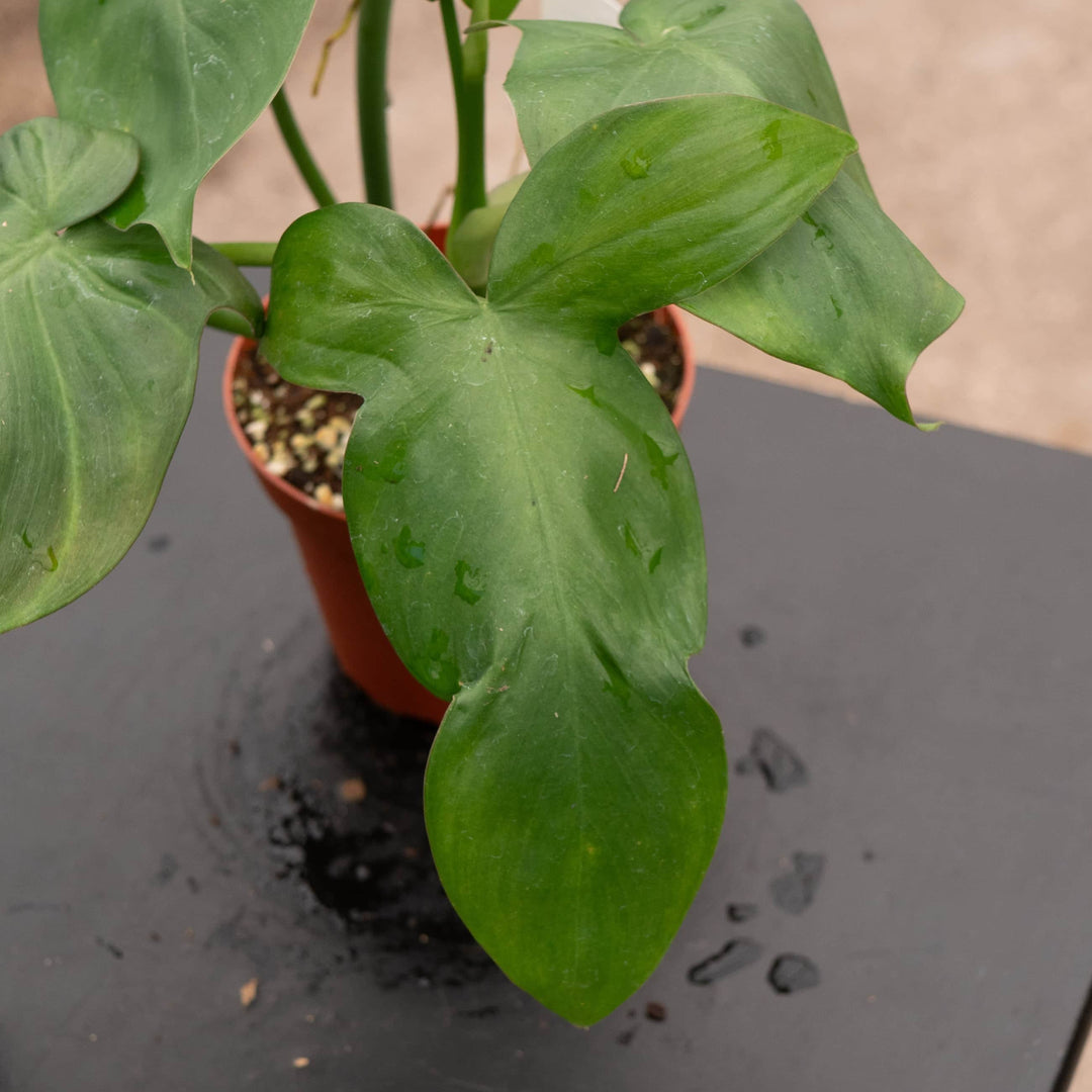 Gabriella Plants Philodendron Philodendron camposportoanum