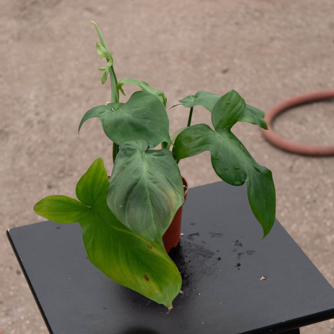 Gabriella Plants Philodendron Philodendron camposportoanum