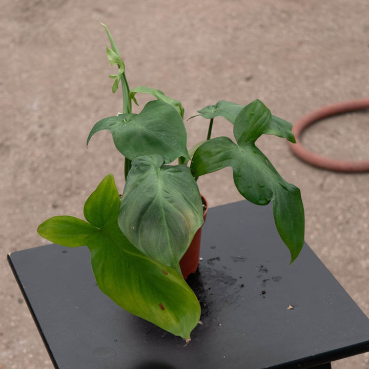 Gabriella Plants Philodendron Philodendron camposportoanum