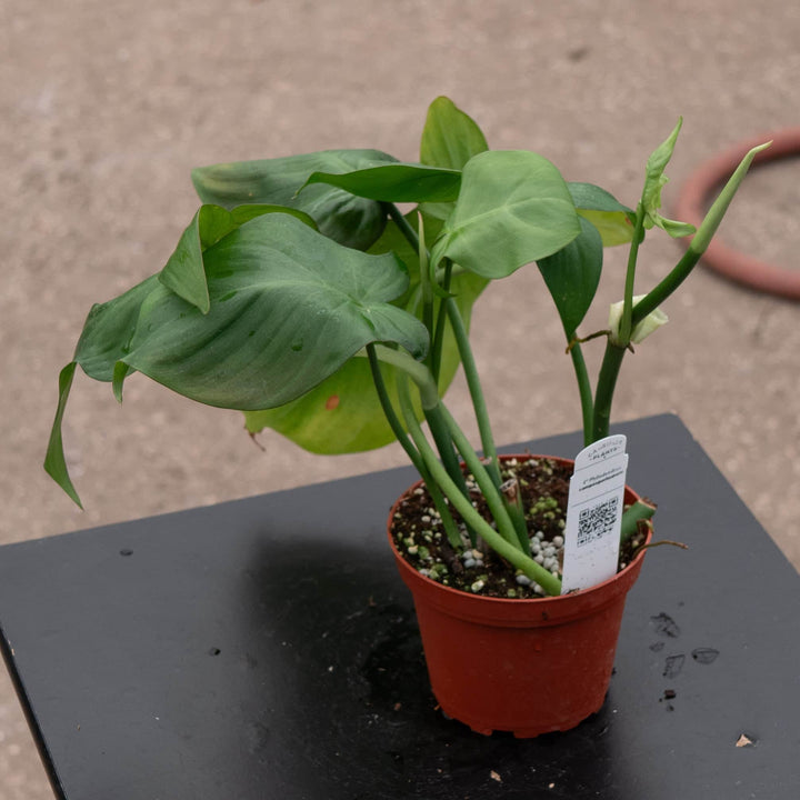 Gabriella Plants Philodendron Philodendron camposportoanum