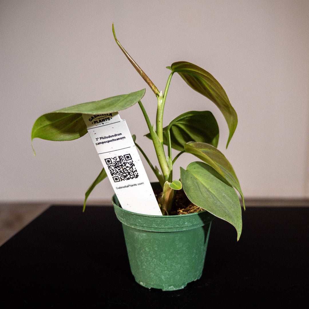 philodendron camposportoanum juvenile Philodendron camposportoanum