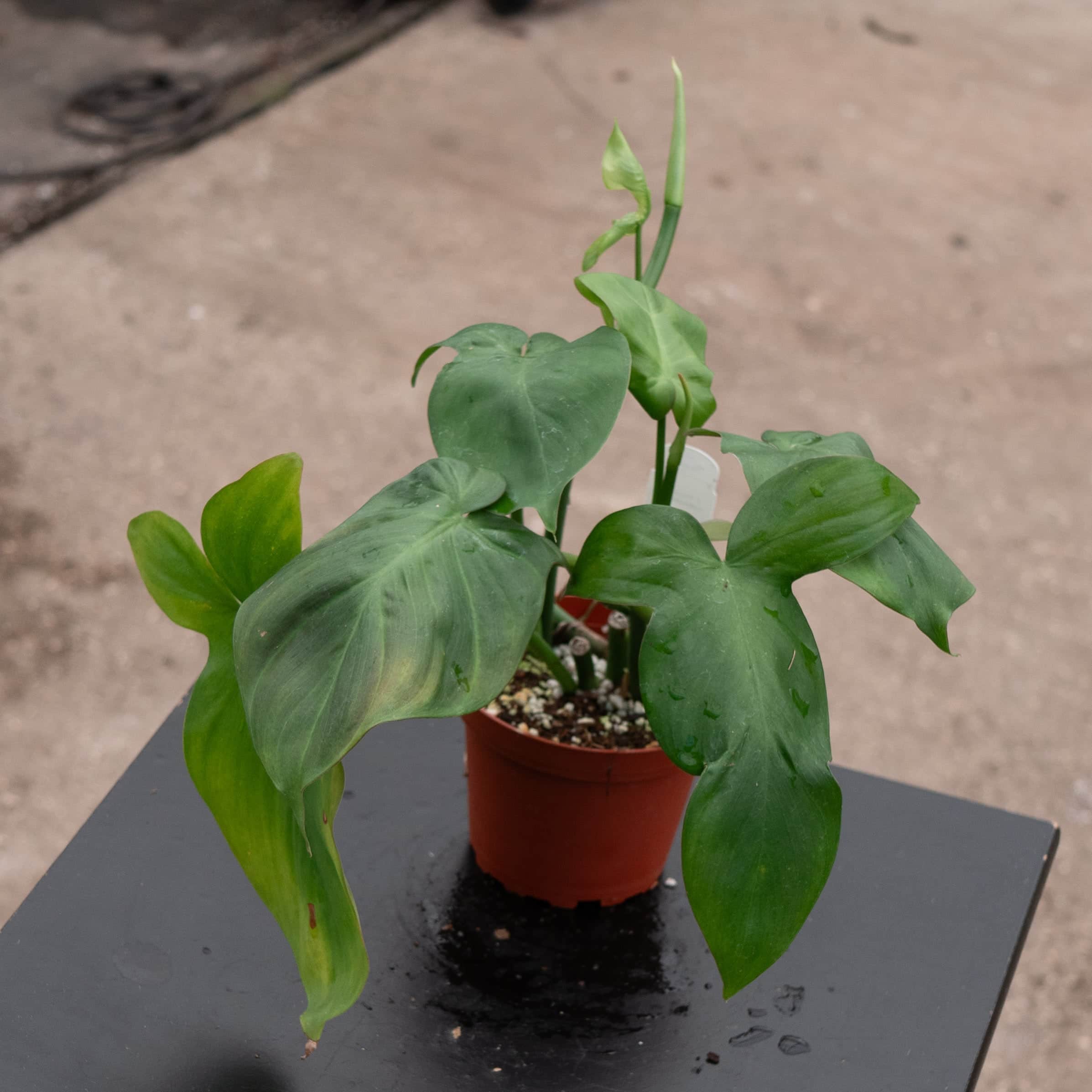Philodendron camposportoanum - Gabriella Plants