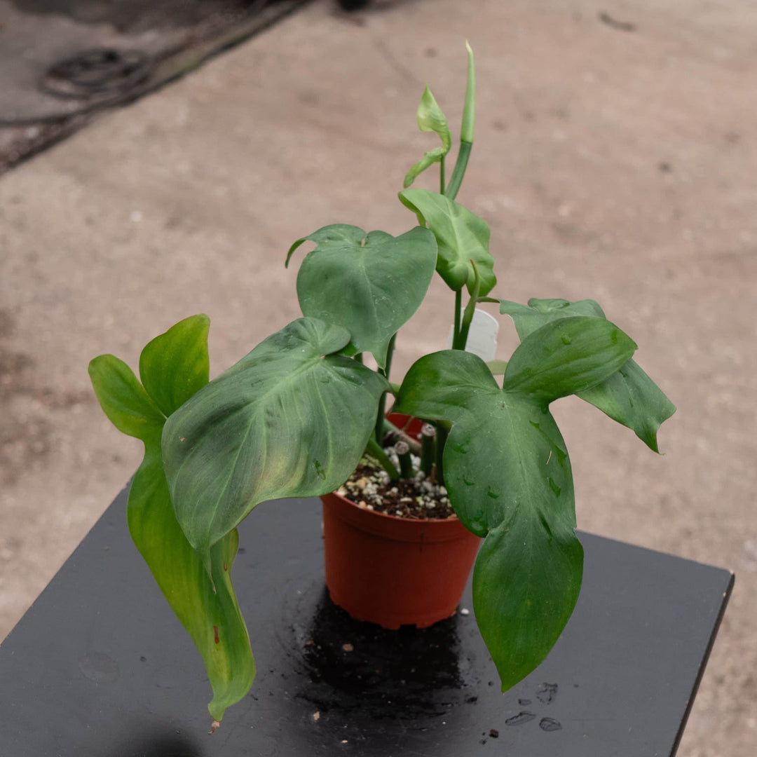 Gabriella Plants Philodendron 4" Philodendron camposportoanum