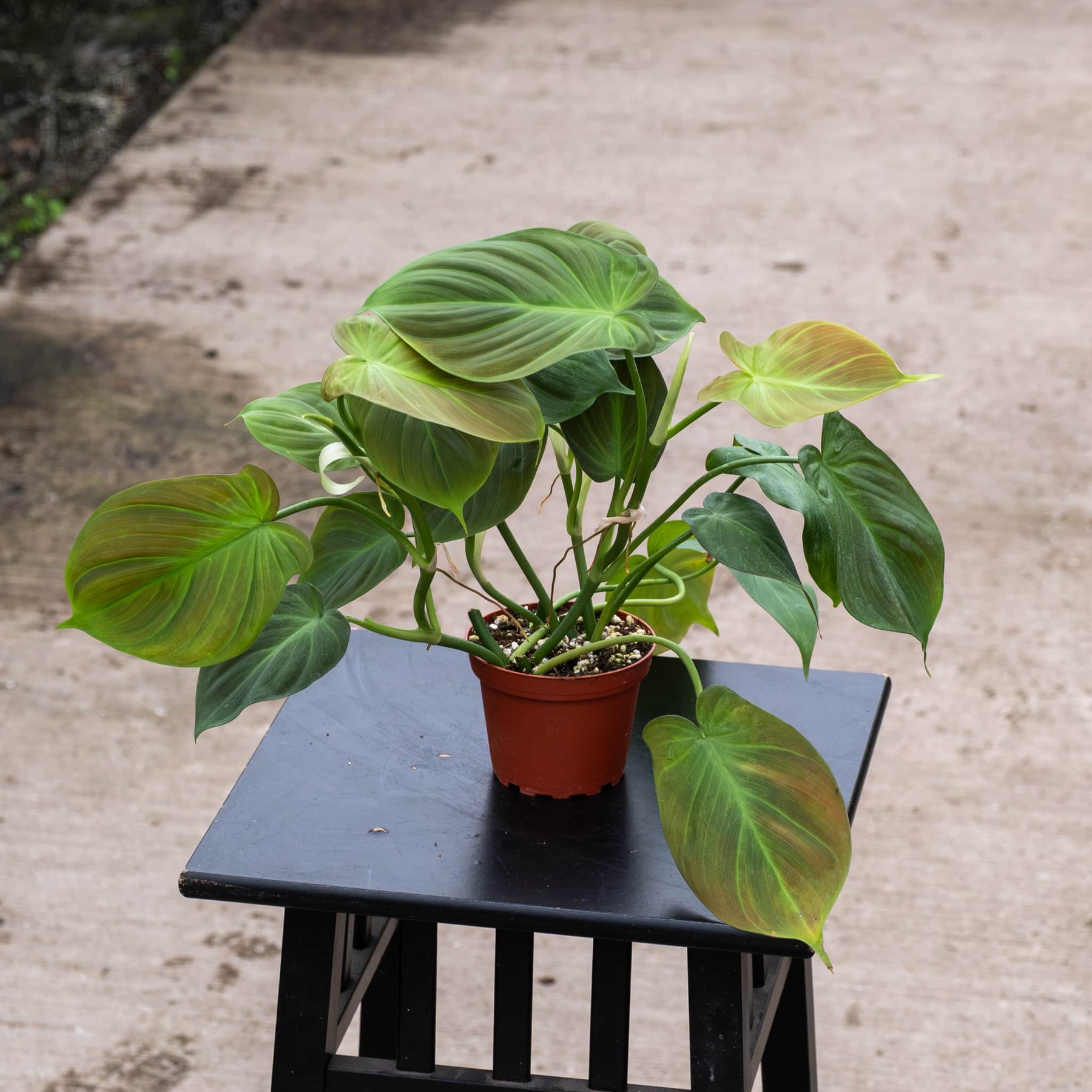 philodendron c3 plants Philodendron camposportoanum
