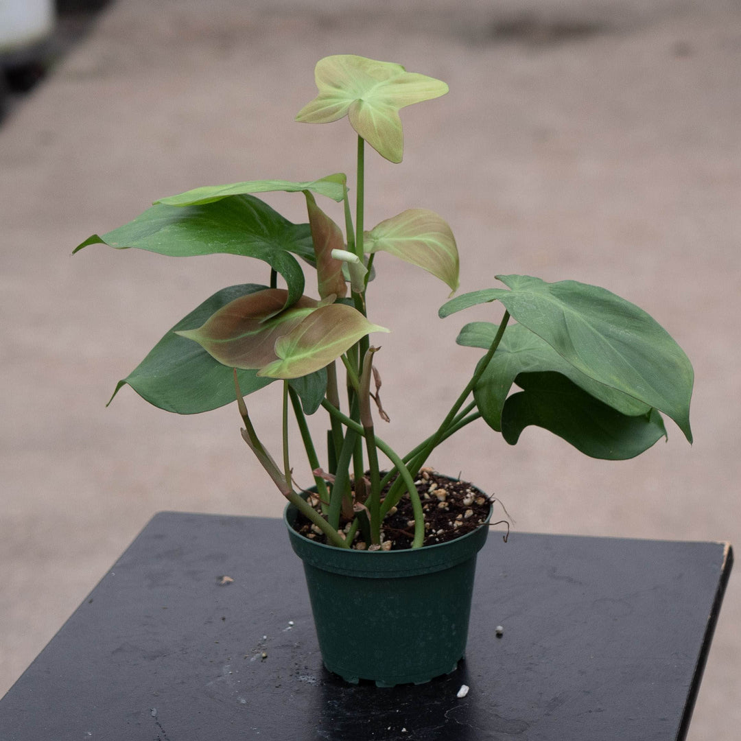 Gabriella Plants Philodendron 4" Philodendron camposportoanum