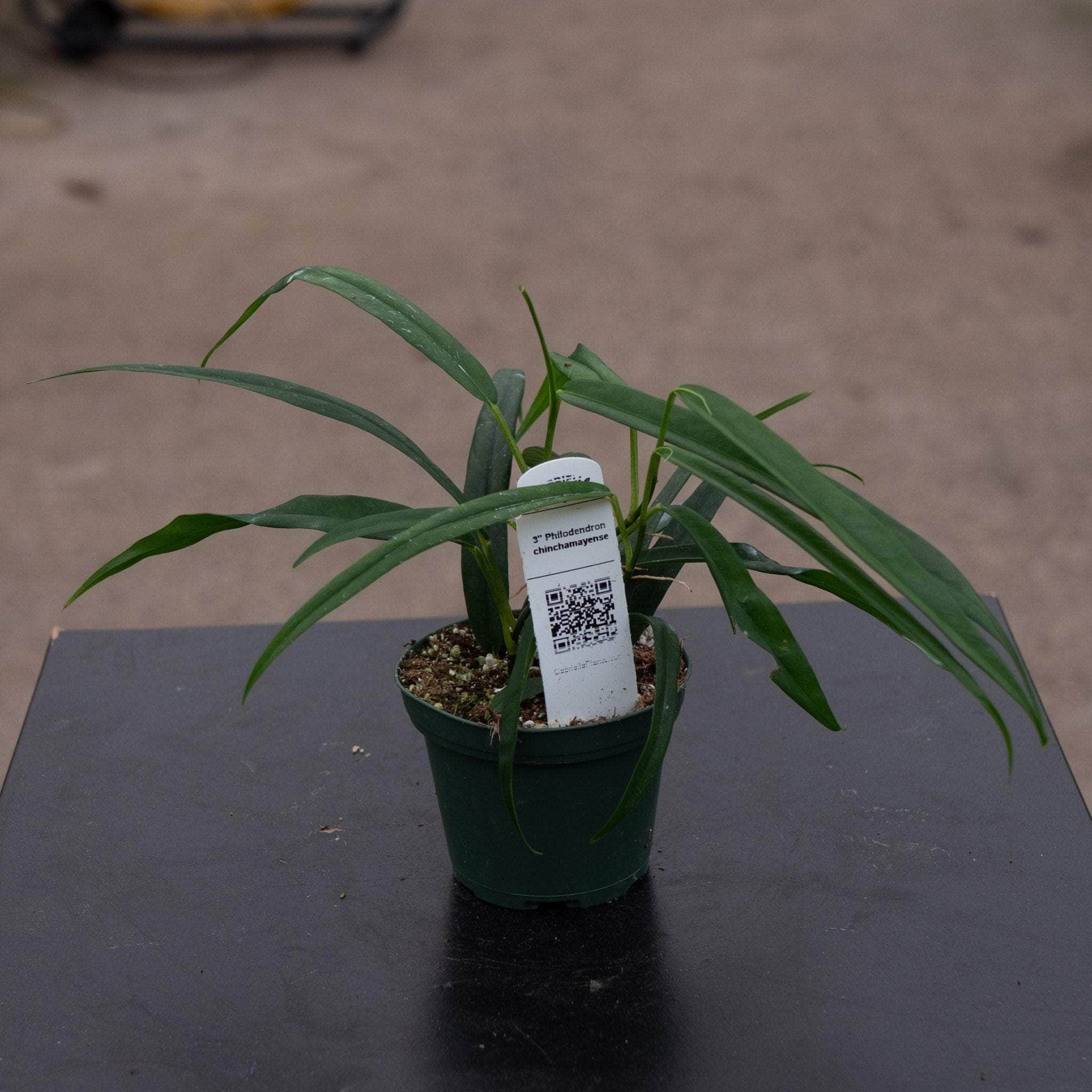Philodendron chinchamayense