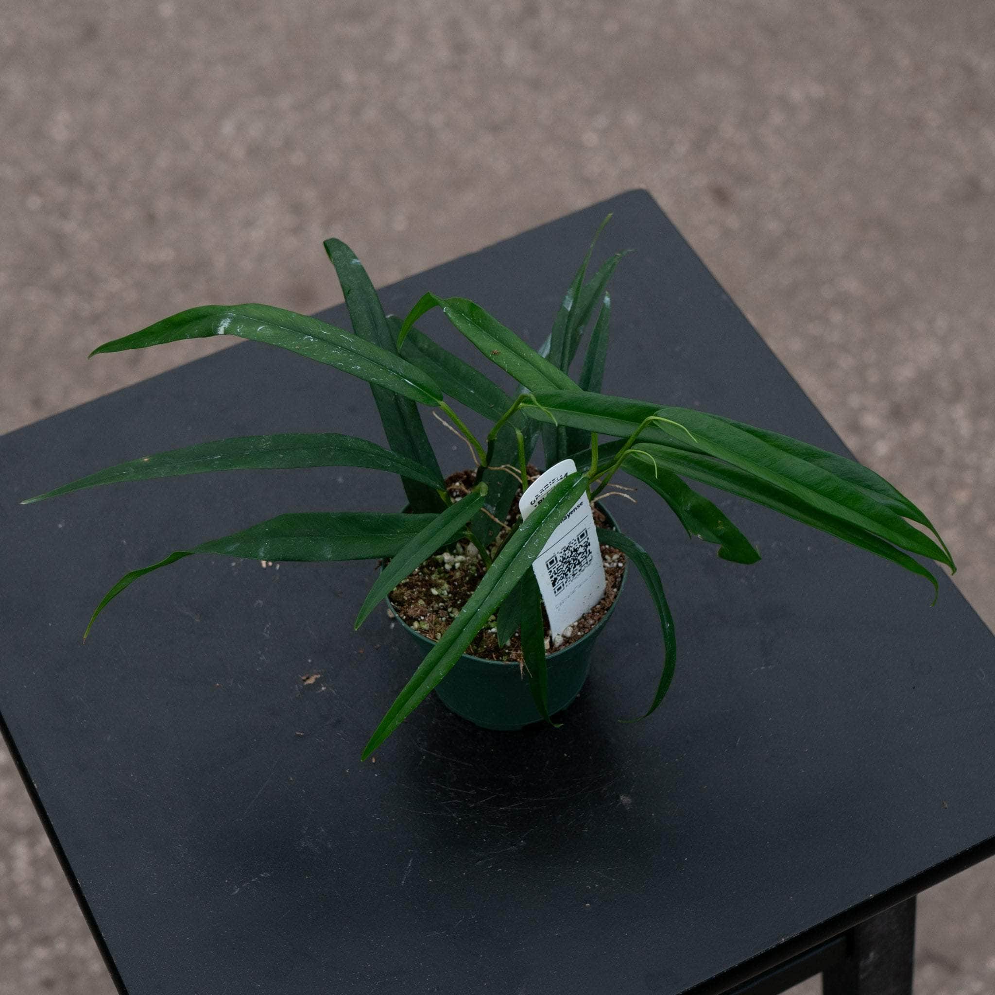 Gabriella Plants Philodendron chinchamayense - Thumbnail 2