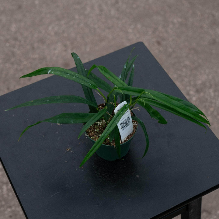 Gabriella Plants 3" Philodendron chinchamayense