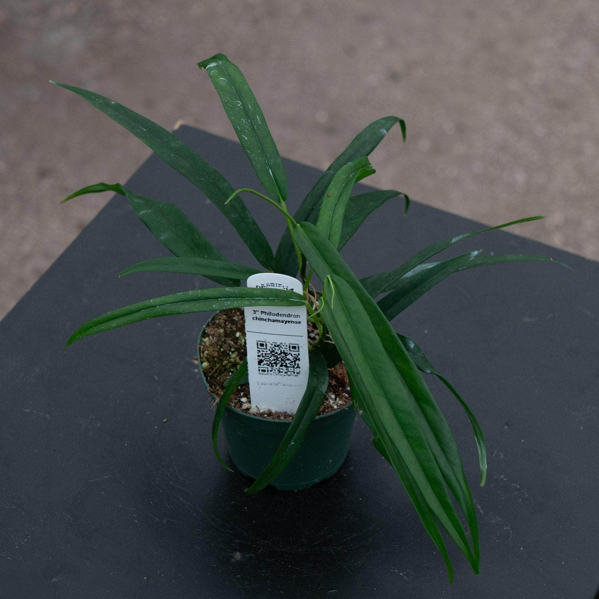 Gabriella Plants Philodendron chinchamayense - Thumbnail 4