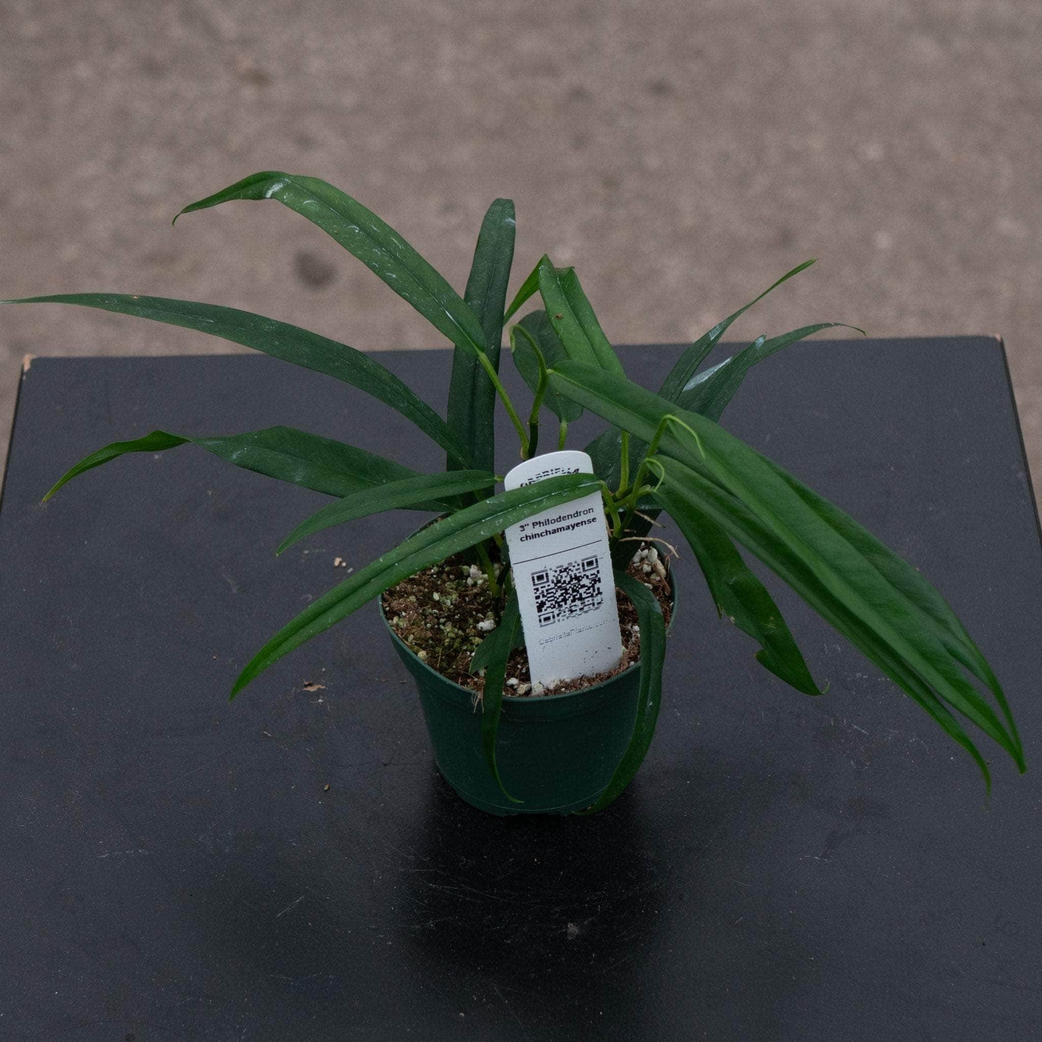 long thin leaf philodendron Philodendron chinchamayense