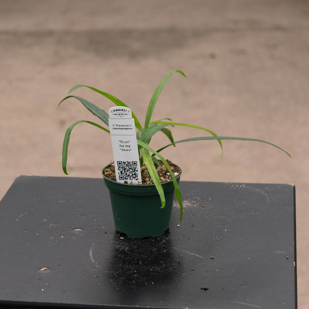 Gabriella Plants 3" Philodendron chinchamayense