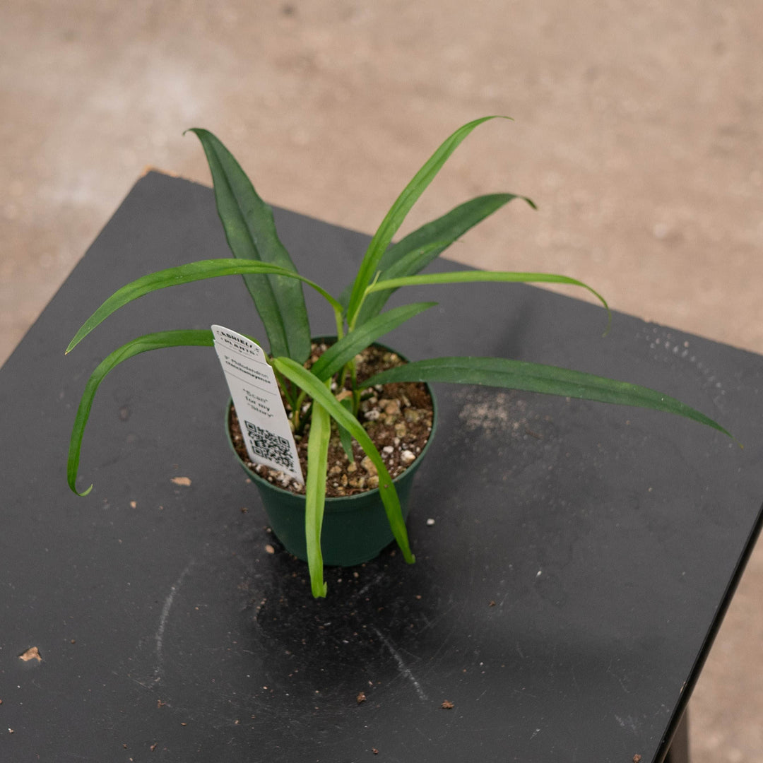 Gabriella Plants 3" Philodendron chinchamayense