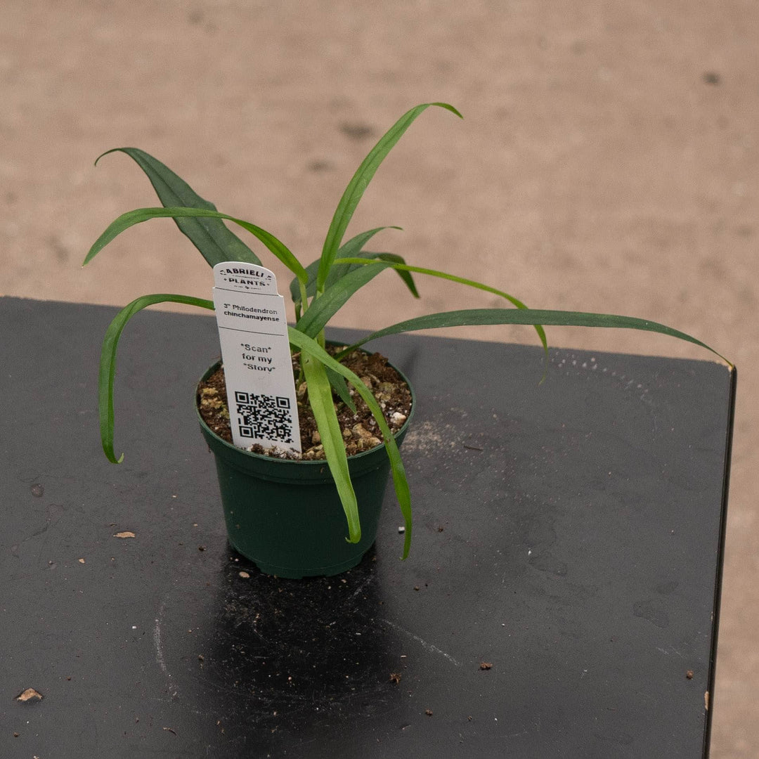 Gabriella Plants 3" Philodendron chinchamayense
