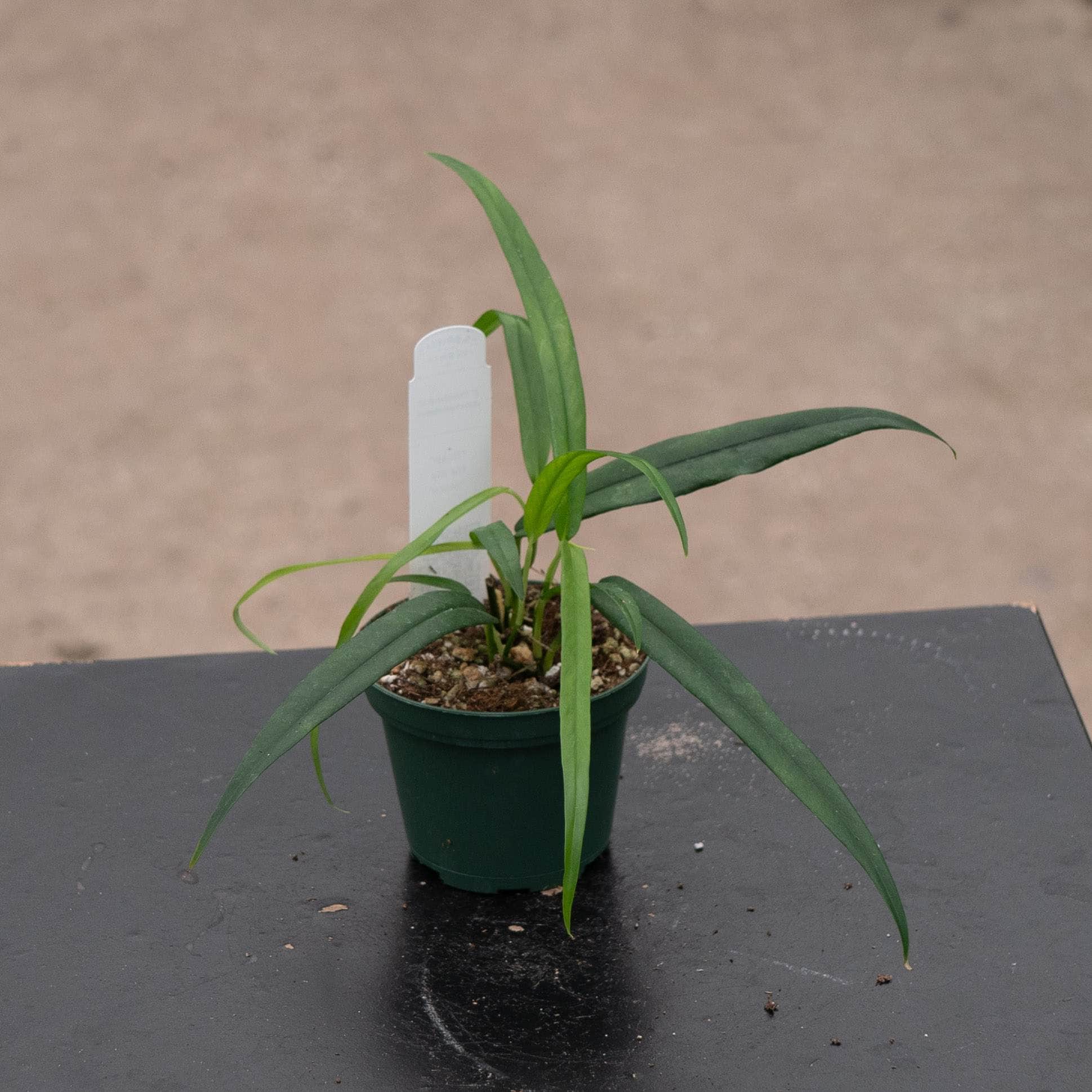 Philodendron chinchamayense – Gabriella Plants