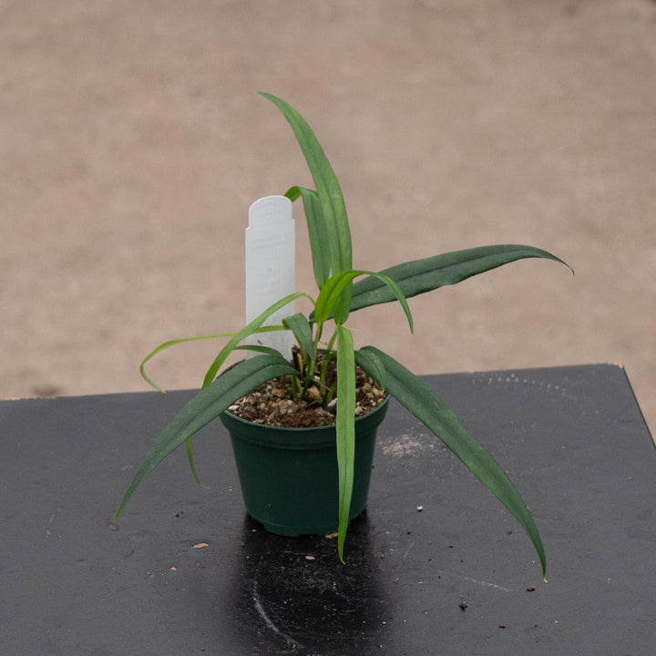 Gabriella Plants 3" Philodendron chinchamayense