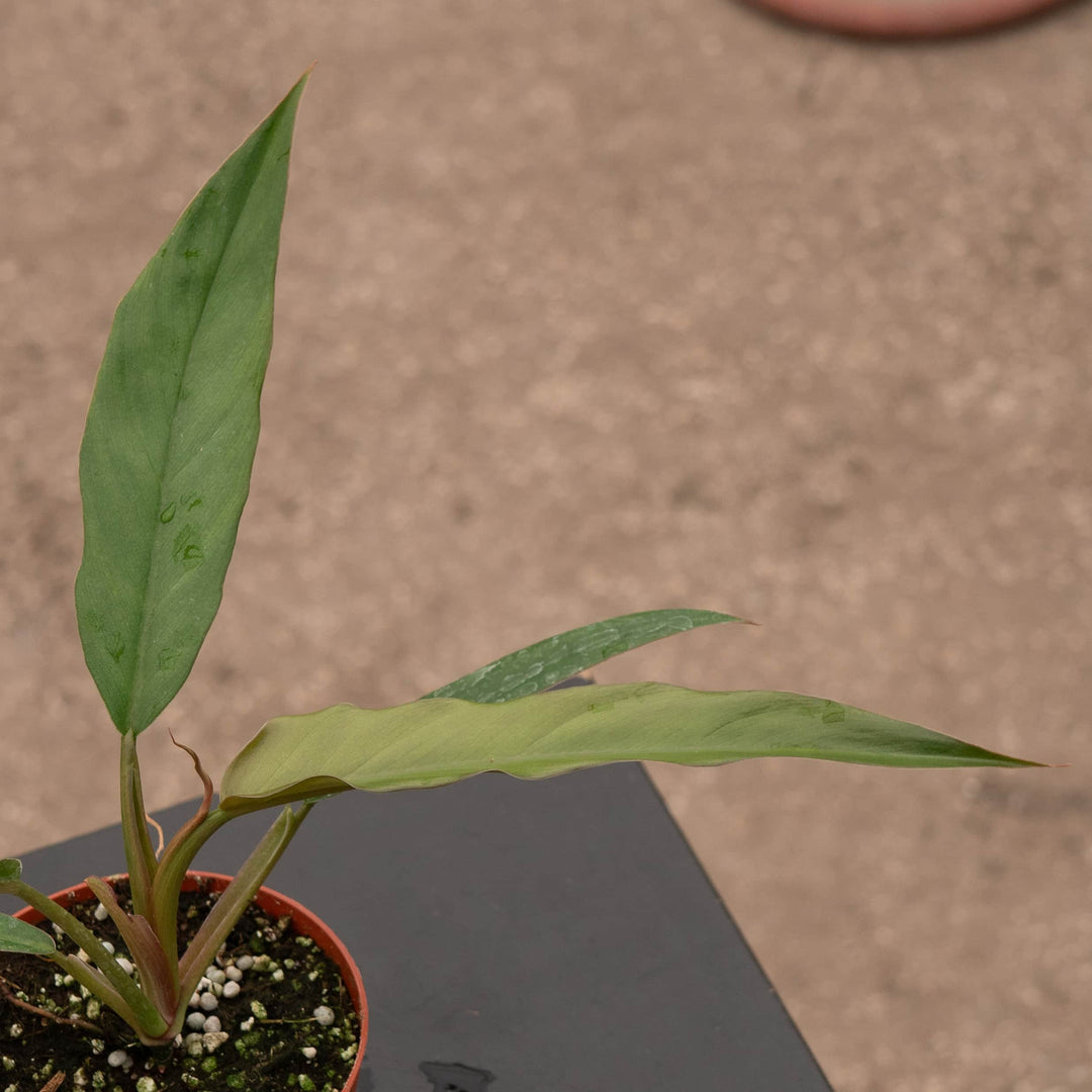 brown philodendron Philodendron 'Choco Empress'