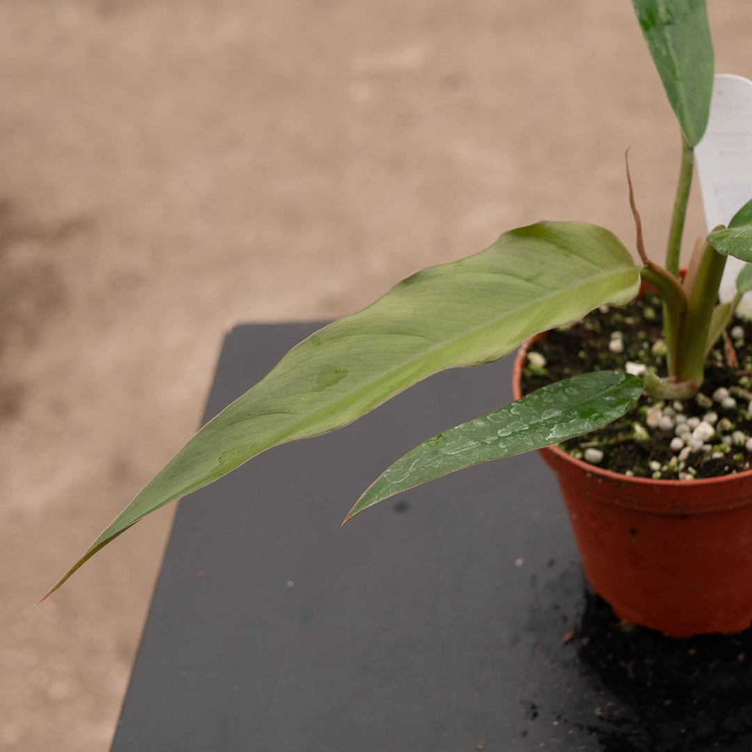 Gabriella Plants Philodendron 4" Philodendron 'Choco Empress'