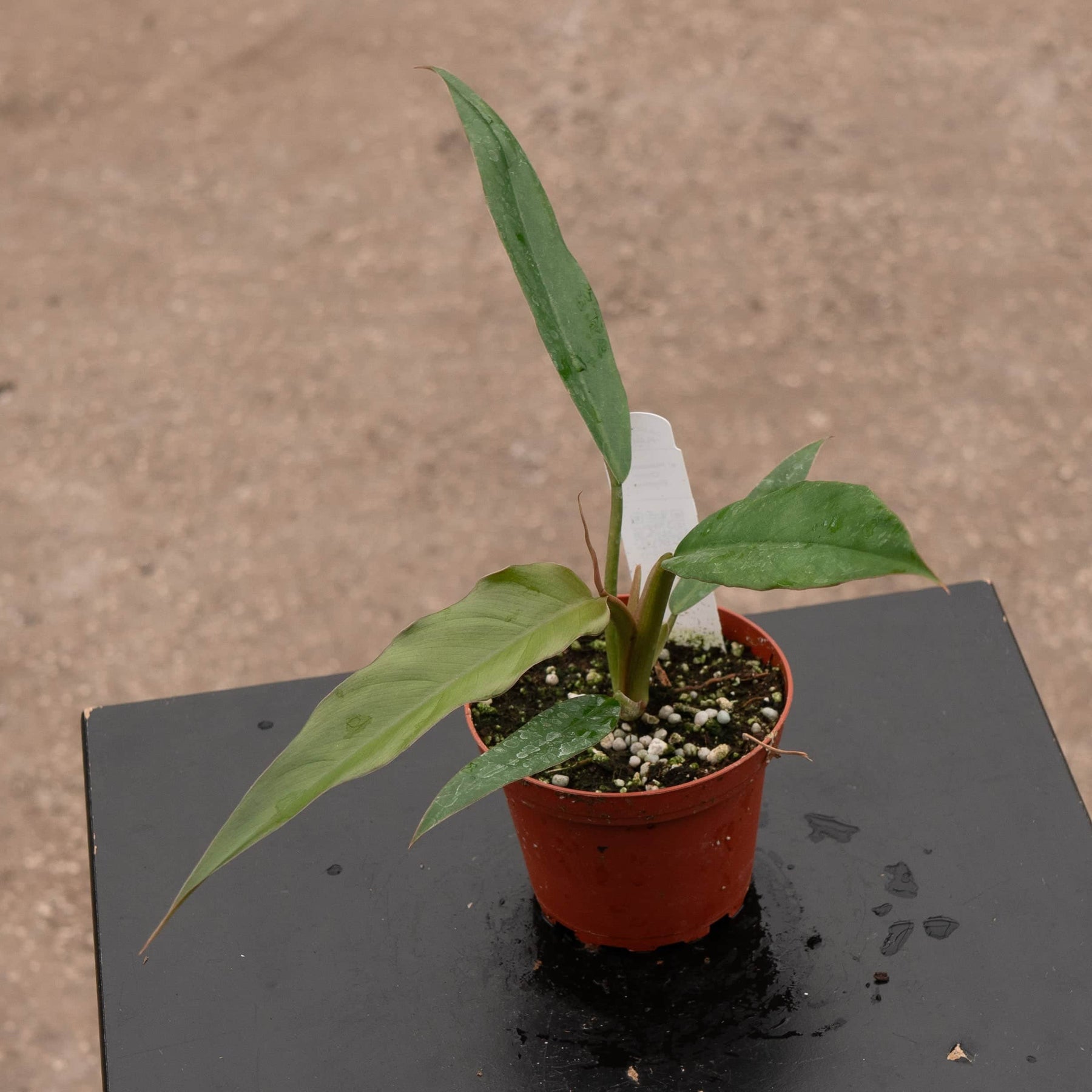 philodendron pluto choco empress Philodendron 'Choco Empress'
