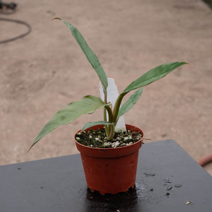 Gabriella Plants Philodendron 4" Philodendron 'Choco Empress'