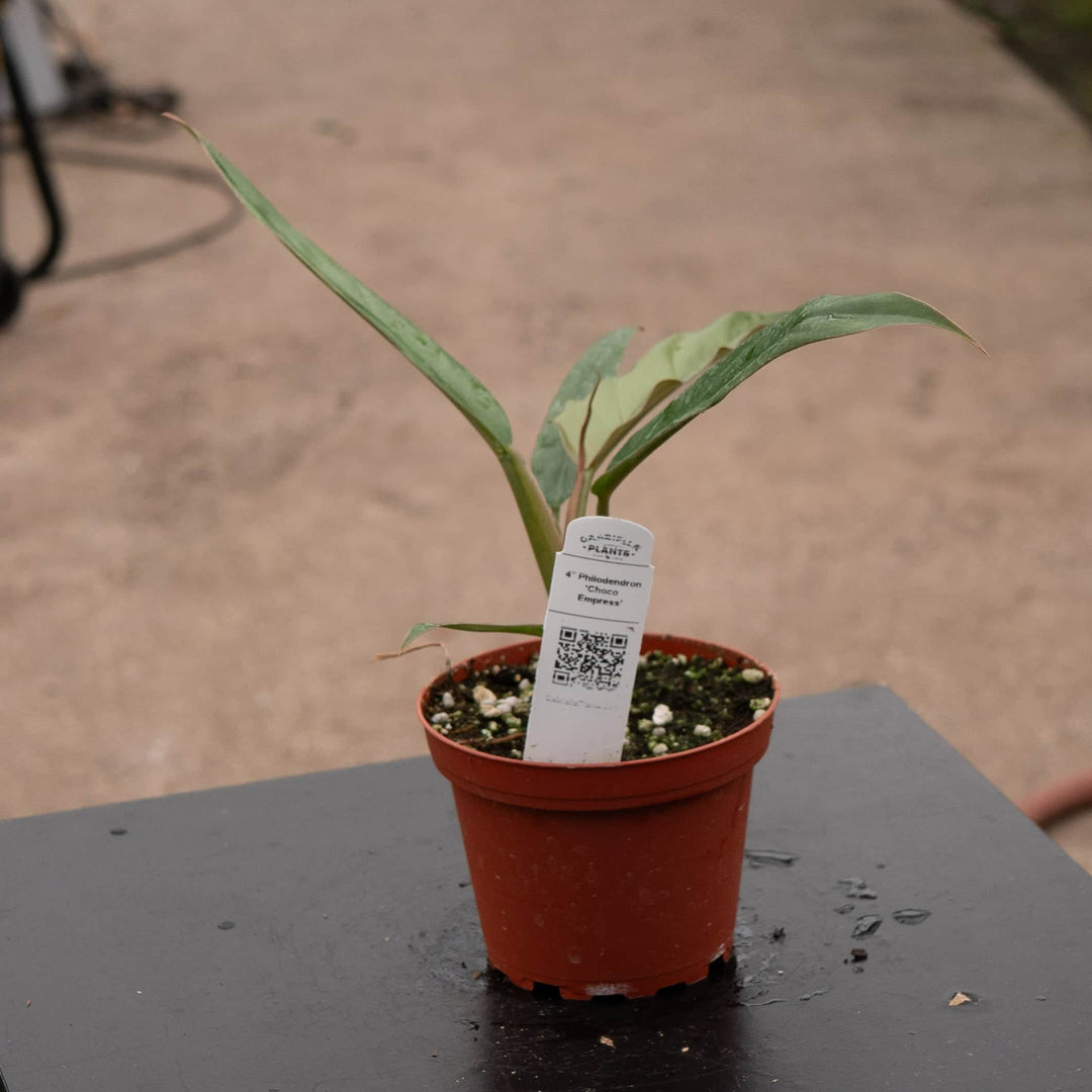 Gabriella Plants Philodendron 4" Philodendron 'Choco Empress'
