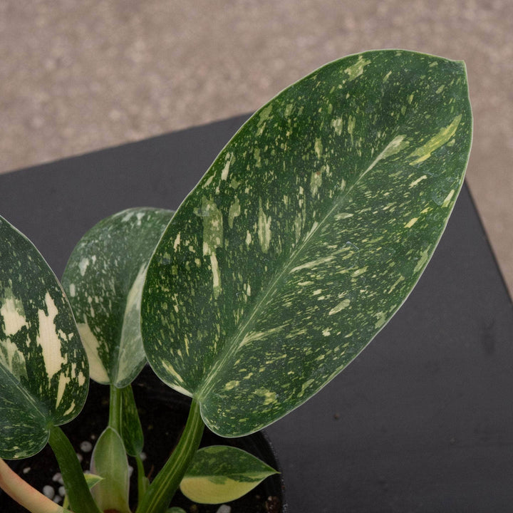 Gabriella Plants Philodendron 4" Philodendron 'Congo Nuclear'