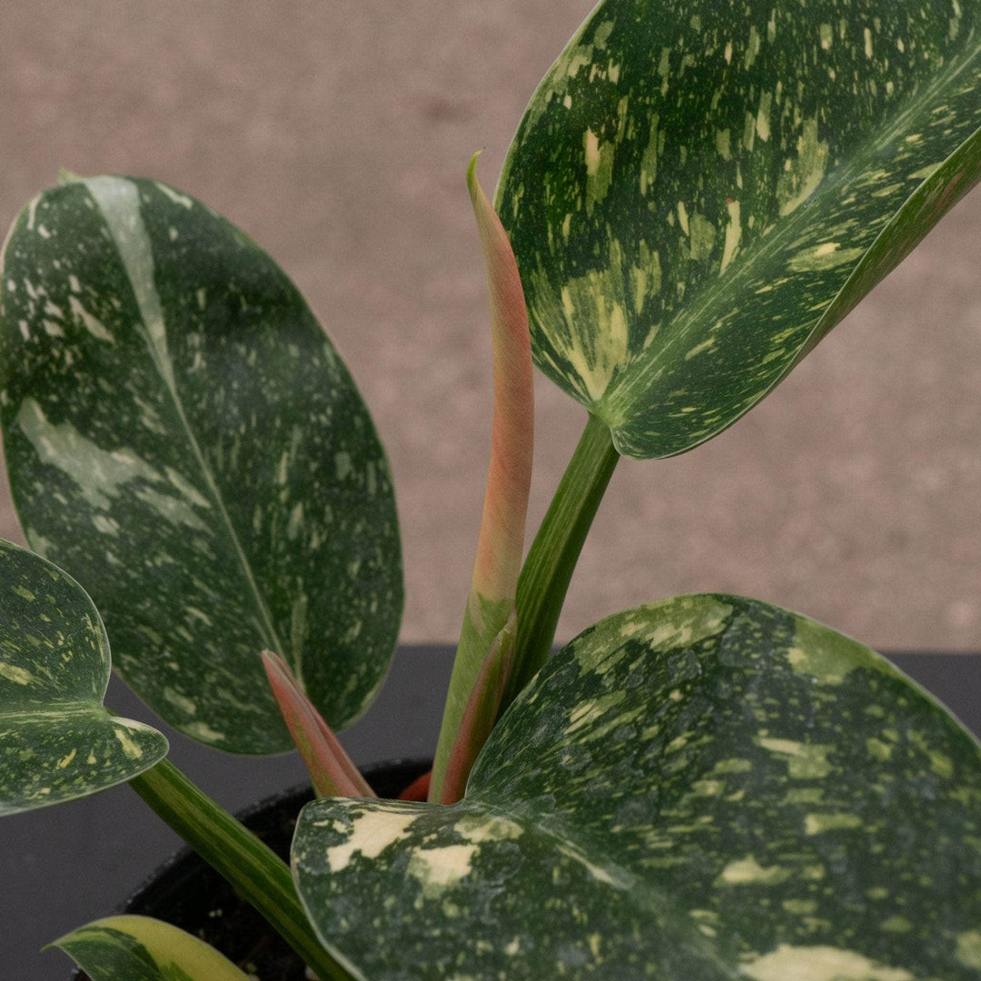 Gabriella Plants Philodendron 4" Philodendron 'Congo Nuclear'