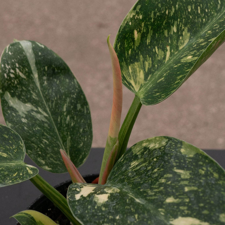 Gabriella Plants Philodendron 4" Philodendron 'Congo Nuclear'