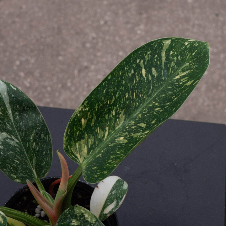 Gabriella Plants Philodendron 4" Philodendron 'Congo Nuclear'